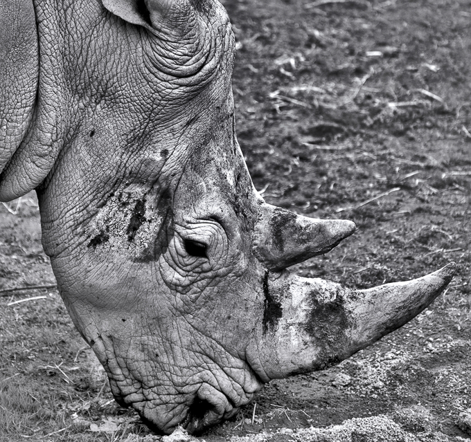 14-Rhino - Open